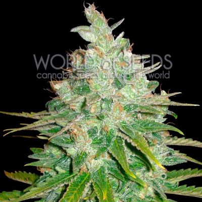 World of Seeds Afghan Kush X Black Domina | Indica | 7pk ♀