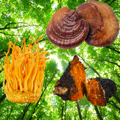 Host Defense Mushrooms Breathe Capsules