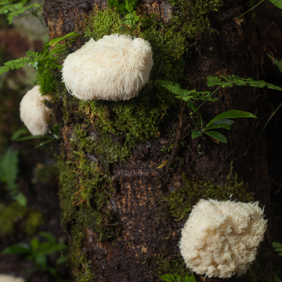 Mushrooms Lion's Mane Capsules