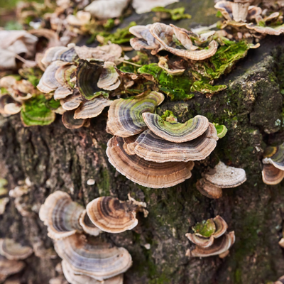 Host Defense Mushrooms |Turkey Tail| 30 Capsules