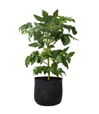 Felt Pot 3 Gallon