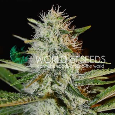 World of Seeds Kilimanjaro | 7pk ♀