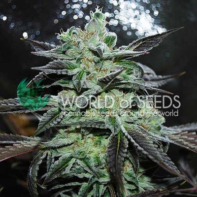 World of Seeds Strawberry Blue | 7pk ♀