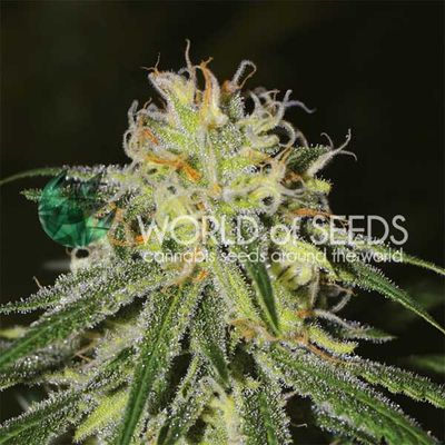 World of Seeds Amnesia | 7pk ♀