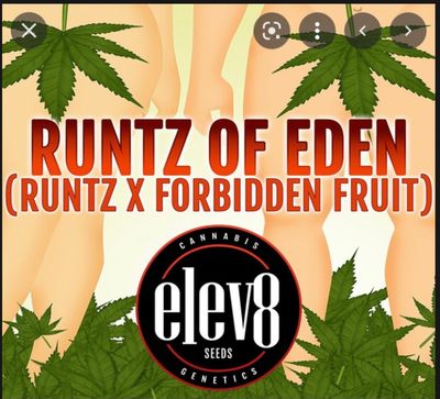 Elev8 Seeds Runts of Eden