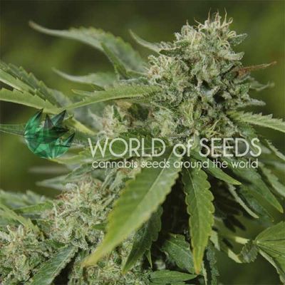 World of Seeds Brazil Amazonia | 7pk ♀