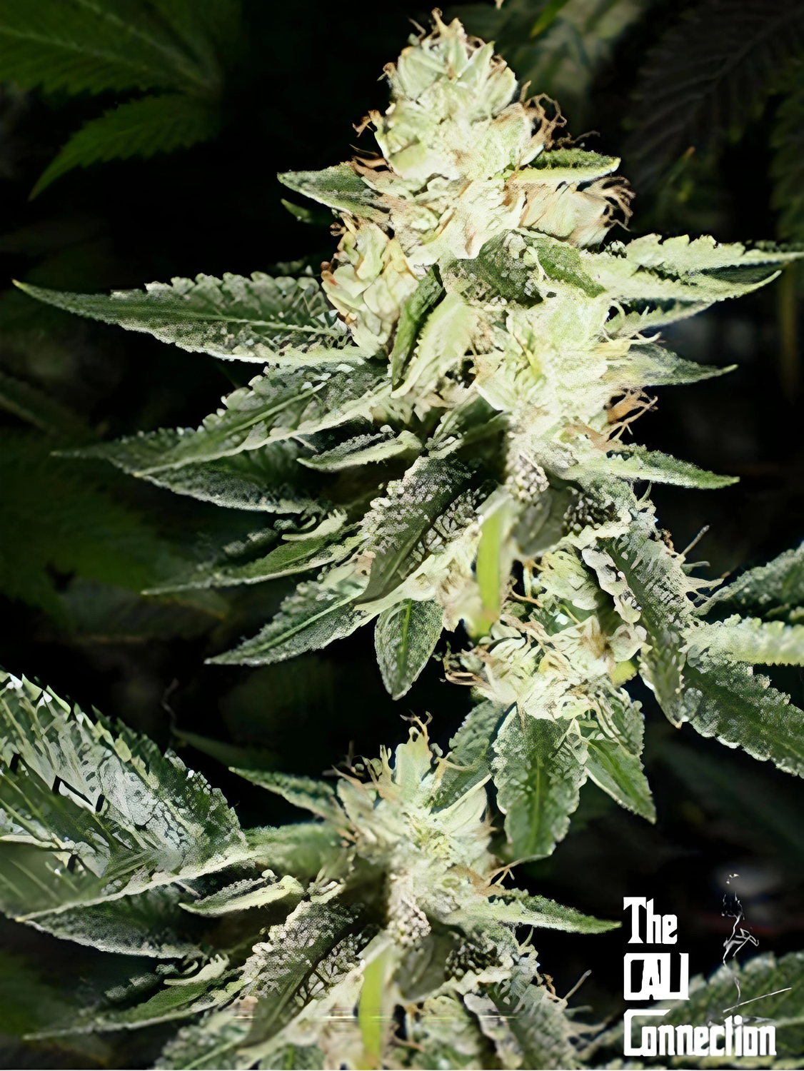 The Cali Connection Seeds Louis XIII | 5pk ♀