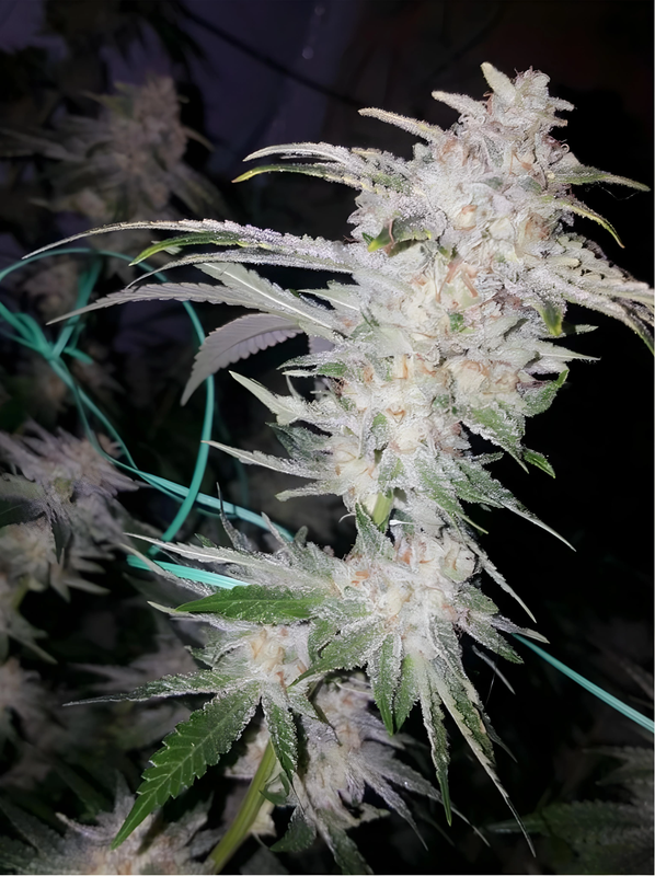 The Cali Connection Seeds Buddha Tahoe Og | 5pk ♀