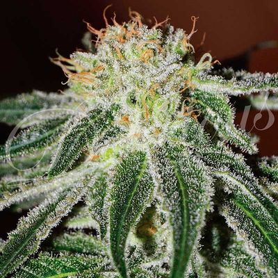 Delicious Seeds Black Russian | Indica| 5pk ♀