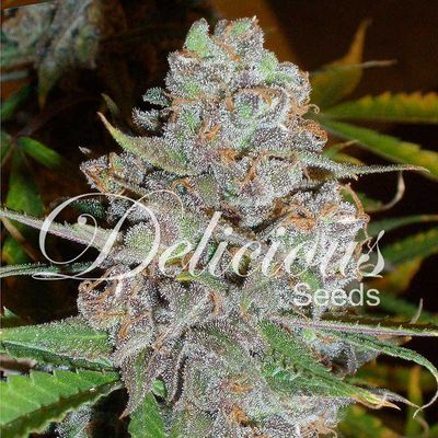 Delicious Seeds LA Diva | Indica | 5pk Auto-Flower ♀