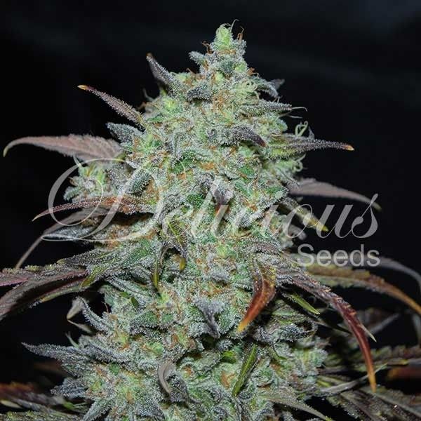 Delicious Seeds Marmalate | Indica | 5pk ♀