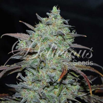 Delicious Seeds Marmalate | Indica | 5pk ♀