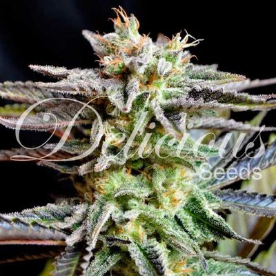 Delicious Seeds Sugar Black Rose | Indica | 5pk ♀