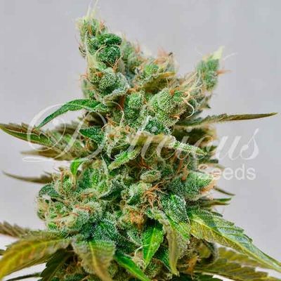 Delicious Seeds Honey Bells | Sativa Hybrid | CBD | 5pk ♀
