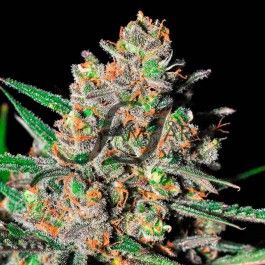 Samsara Seeds Green Love Potion | Indica Hybrid | 5pk ♀