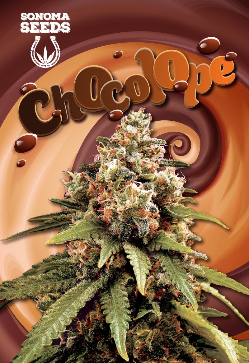 Sonoma Seeds Chocolope | 5pk ♀