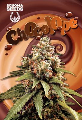 Sonoma Seeds Chocolope | 5pk ♀