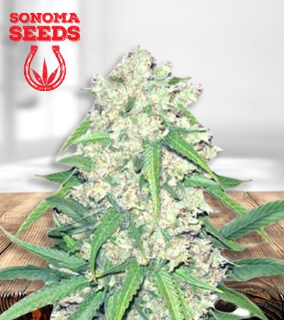 Sonoma Seeds Super Silver Haze | 1:1 CBD | 5pk Auto-Flower ♀