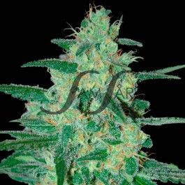 Samsara Seeds Holy Grail 69 | Hybrid | 5pk ♀
