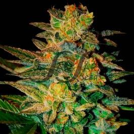 Samsara Seeds Spiritual Punk | Indica | 5pk ♀