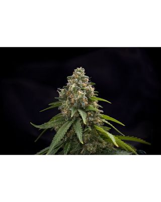 The Cali Connection Seeds Blackwater | 5pk ♀