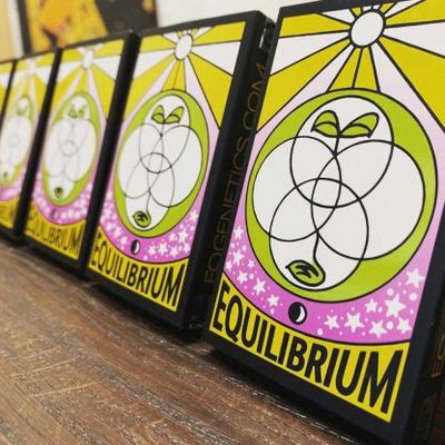 Equilibrium Seeds So Mango | Sativa Hybrid | 5pk ♀