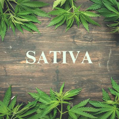 Sativa