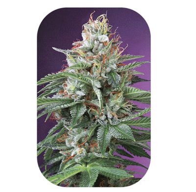 Eyecandy 3D Rolling Tray w/ Magnetic Lid