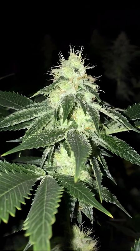 The Cali Connection Seeds Lemon Tart | 5pk ♀