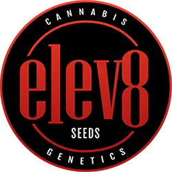 Elev8 Seeds Runtz | Hybrid | 5pk ♀