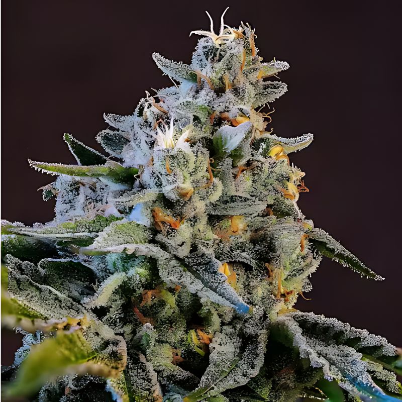 Elev8 Seeds Slow ‘n Sweet | Hybrid | 5pk ♀