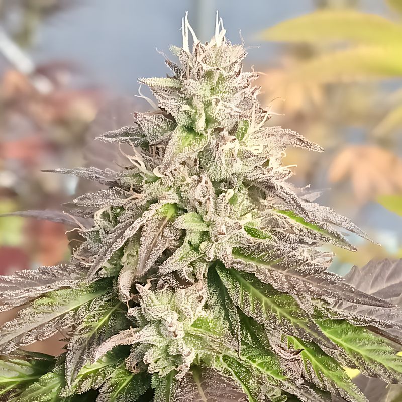 Equilibrium Seeds Apples & Bananas | Hybrid | 5pk ♀