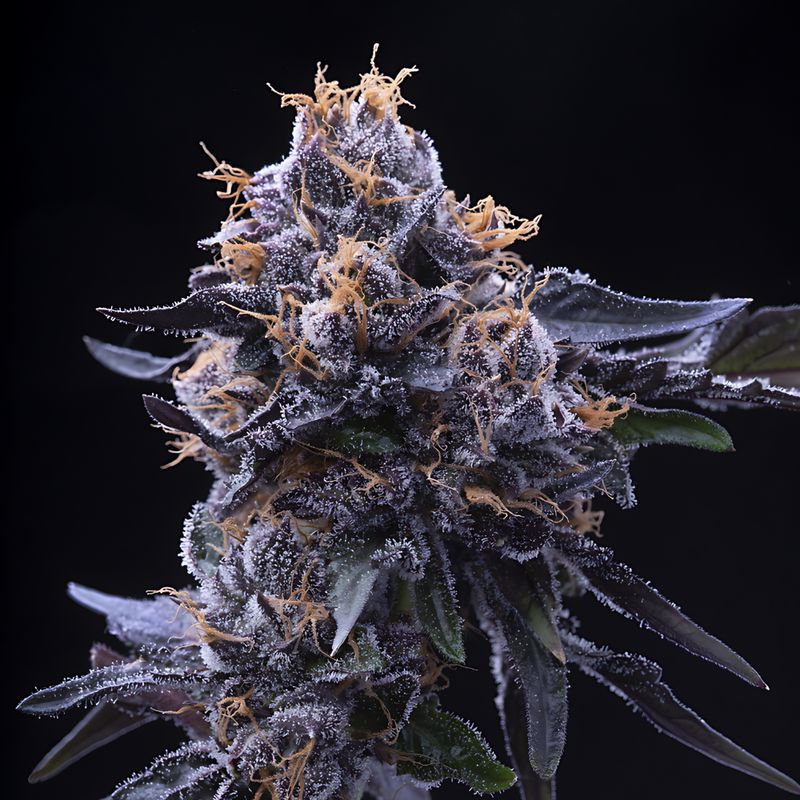 Equilibrium Seeds Mochilato | Hybrid | 5pk ♀