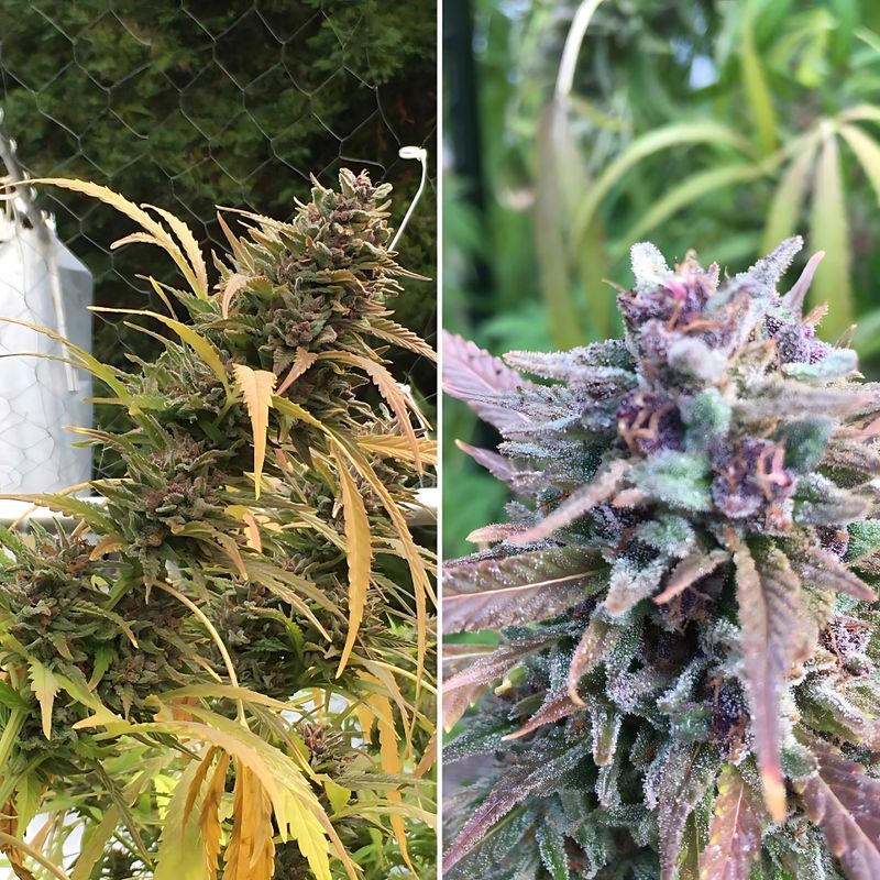 Equilibrium Seeds Malawi Palace | Sativa Hybrid | 12pk Regular