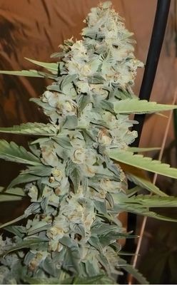The Cali Connection Seeds Jedi Kush | 5pk ♀