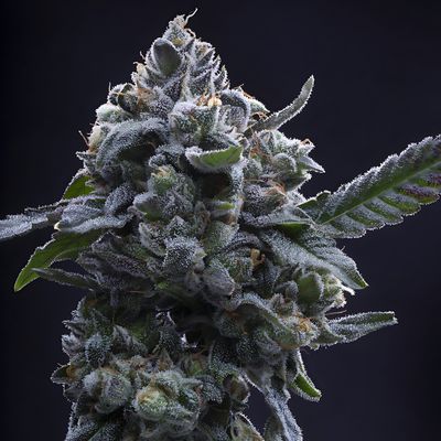 Equilibrium Seeds AJ's Gelato | Sativa Hybrid | 12pk Regular