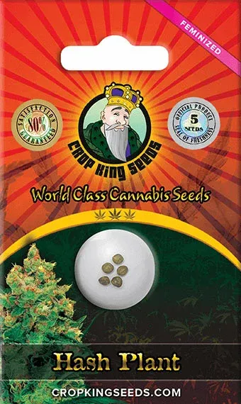 Crop King Seeds Hash Plant | Indica Hybrid | 5pk ♀