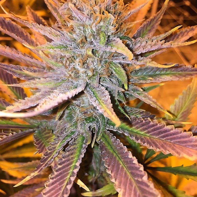 Equilibrium Seeds Forbidden Lemon Glue | Indica | 12pk Regular