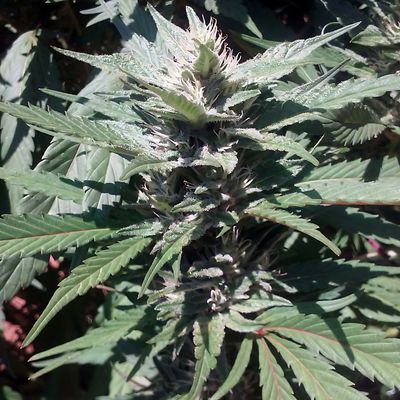Equilibrium Seeds Chocolate Lemons | Indica Hybrid | 12pk Regular