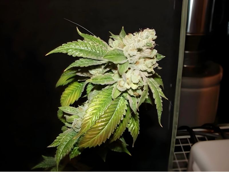 The Cali Connection Seeds Larry OG | 5pk ♀