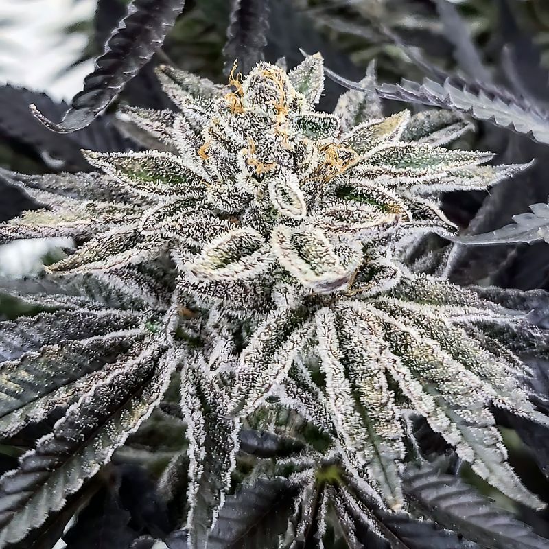 Elev8 Seeds King Cone | Hybrid | 5pk ♀