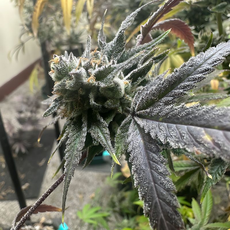 Equilibrium Seeds Cheesy Apple | Indica Hybrid | 5pk ♀