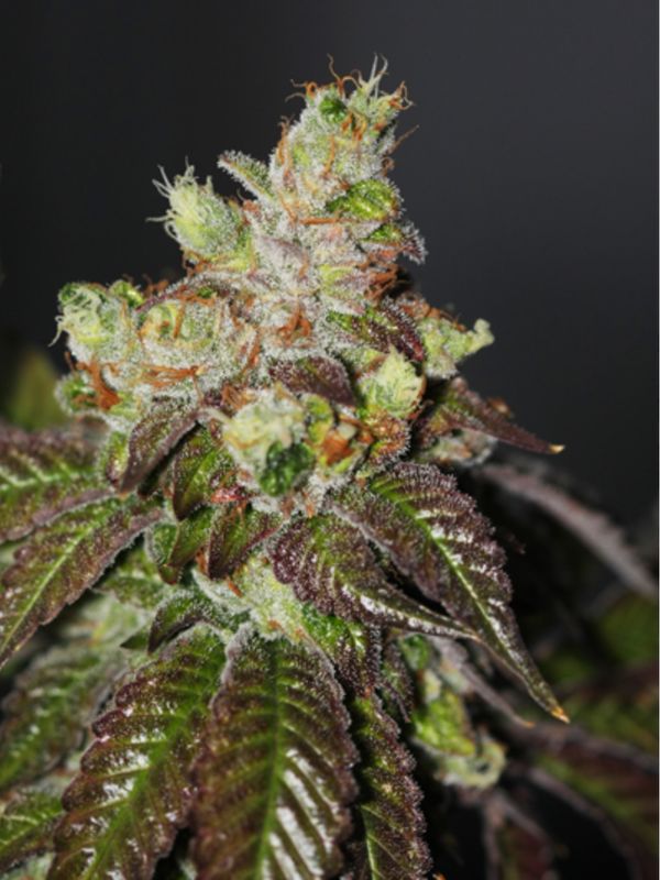 The Cali Connection Seeds Island Punch | 5pk ♀