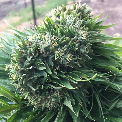 Equilibrium Seeds African Haze | Sativa | 12pk Regular