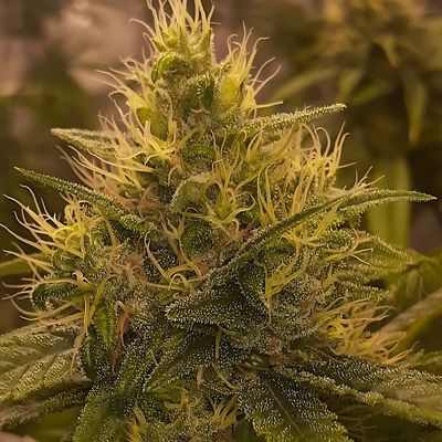 Equilibrium Seeds Malawi Ethiopian | Sativa | 12pk Regular