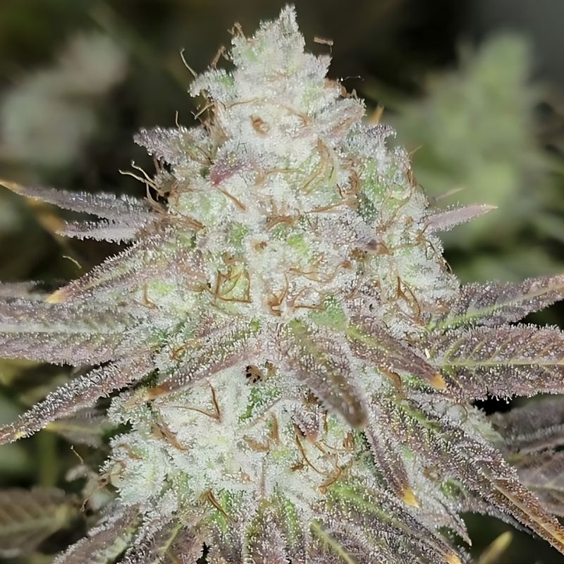The Gold Line Seeds Passion Berry | 5pk ♀