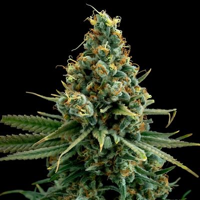 Elev8 Seeds Sour Patch Kiss | Hybrid | 5pk ♀