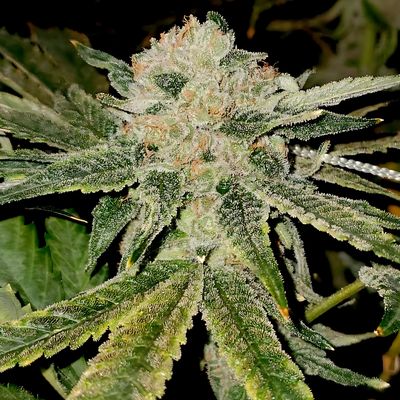 Elev8 Seeds Gelato Kiss | Hybrid | 5pk ♀