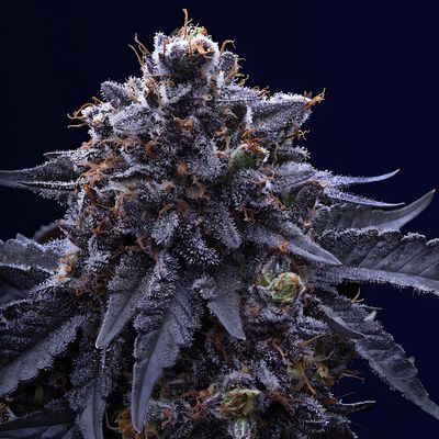 Equilibrium Seeds Pineapple Gelato | Hybrid | 5pk ♀