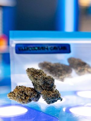 Premium Top Shelf Flowers  Blueberry Caviar Pre-roll| Sativa 1.3g